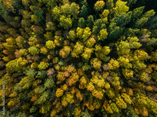 Beautiful autumn season scenery. Aerial drone shot of green pine and hardwood forest and yellow foliage with beautiful treetop texture.