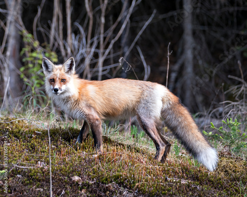 Red Fox Photo. Fox Image. Close-up profile view in the springtime displaying fox tail, fur, in its environment and habitat with a forest background and moss and foliage on ground. Portrait. Photo. ©  Aline