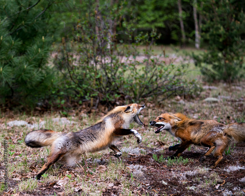 Red Fox Photo Stock. Fox Image. Foxes dancing, playing, fighting, rival, interacting with a behaviour of conflict in their environment and habitat with a blur forest background in the springtime.
