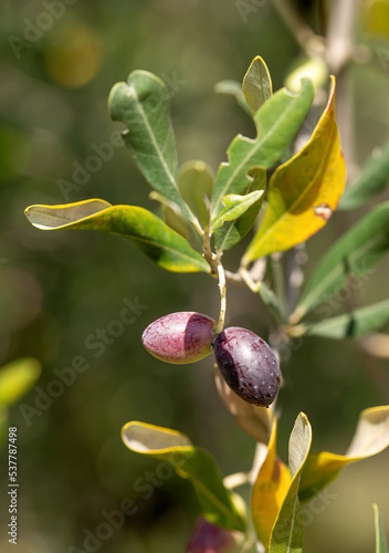 Close-up of black olives on the branch of an olive tree in Belvedere Fogliense in the Marche region of Italy photo