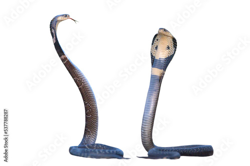 Fotografie The cobra is a poisonous and dangerous snake (isolated on white background)
