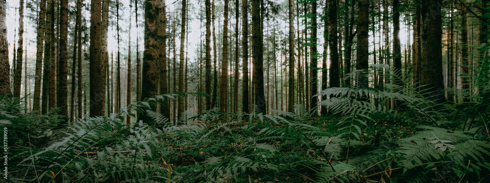 Obraz premium Panoramic wallpaper background of forest woods (Black Forest) landscape panorama wide banner - Mixed forest trees and firs, lush green fern, moss and grass