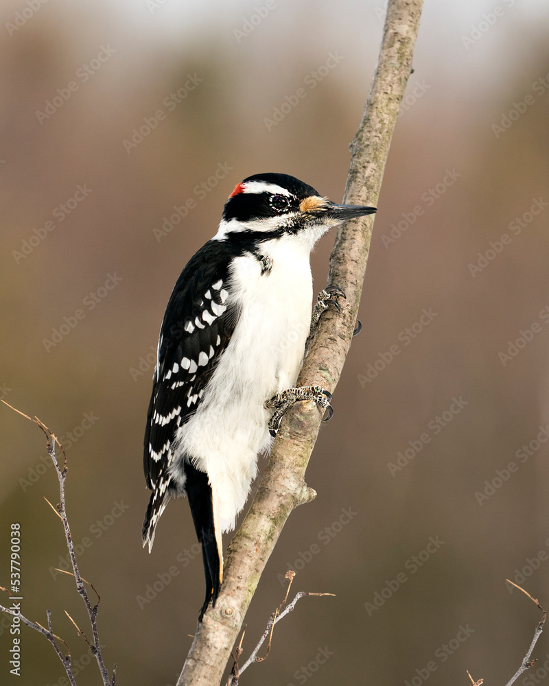 Woodpecker Stock Photos. Close-up profile view perched on a tree branch with blur background in its environment and habitat. Image. Picture. Portrait. Woodpecker Stock Photos. Close-up profile view perched on a tree branch with blur background in its environment and habitat. Image. Picture. Portrait.