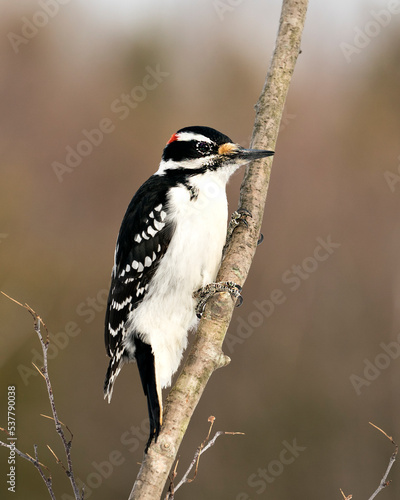 Woodpecker Stock Photos. Close-up profile view perched on a tree branch with blur background in its environment and habitat. Image. Picture. Portrait.