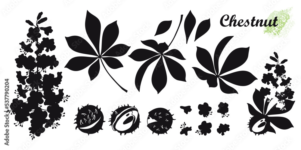 Set of silhouettes Buckeye or Horse chestnut flower, seed and leaf in black isolated on white background.  - obrazy, fototapety, plakaty 