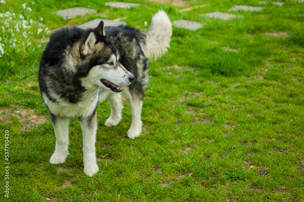 Young of alaskan malamute looks to his left
