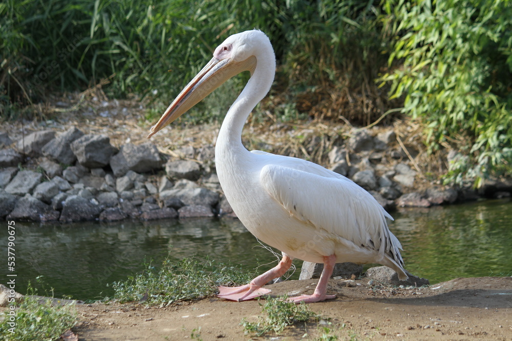 Pelican