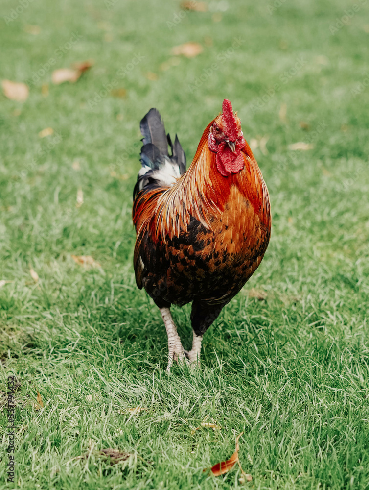 Fototapeta premium Gallo colorido libre por un parque en un dia caluroso