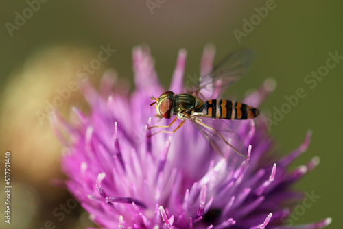 Photography Purple hardhead flower in close up with hoverfly