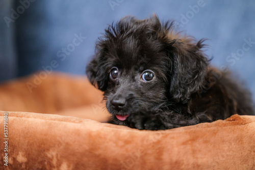 犬用ベッドの上で舌を出してカメラ目線の子犬