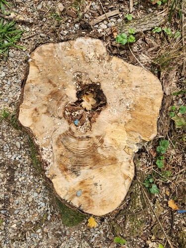 trunk of a birch