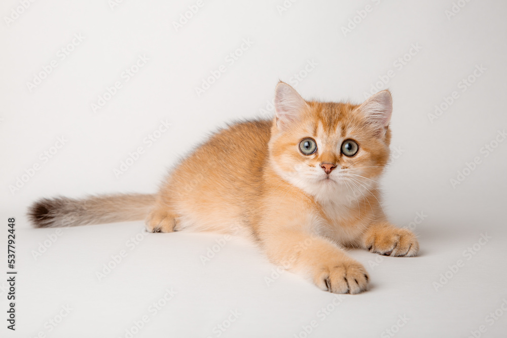 Obraz premium cute red cat on a white background