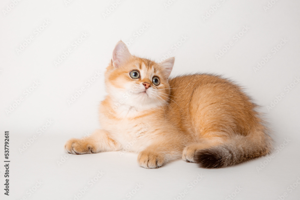 cute red cat on a white background