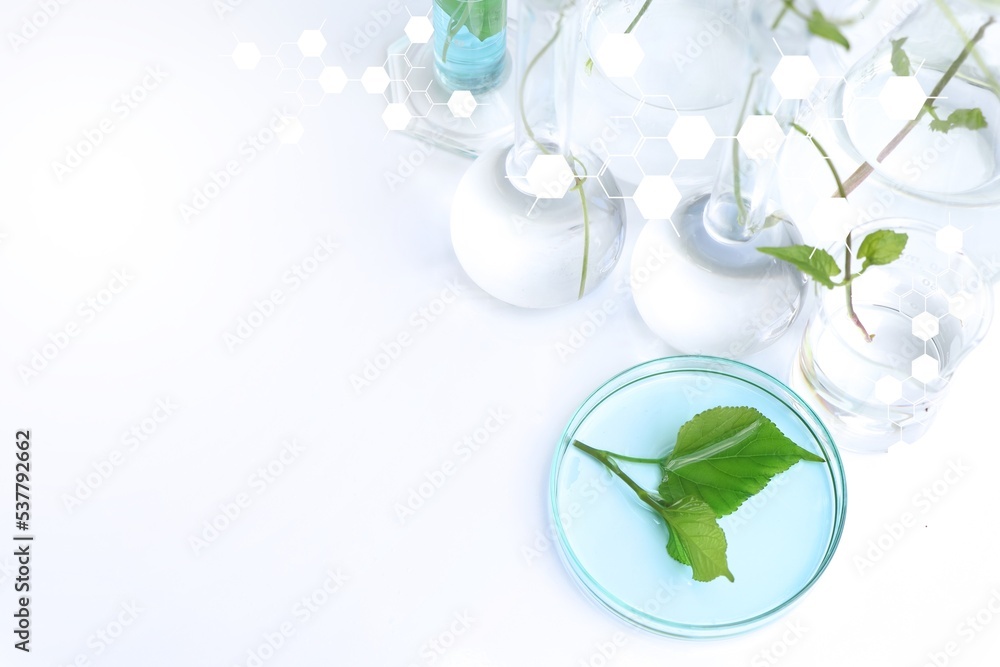 Laboratory biology experiments with green plants, science experiment Laboratory biology experiments with green plants, science experiment