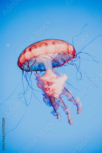 jellyfish in the water