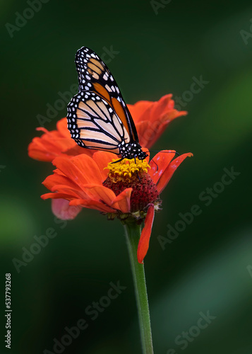 Monarch butterfly on orange flower © Hal Moran