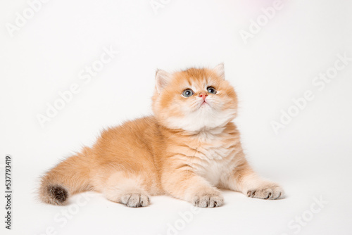 cute red cat on a white background