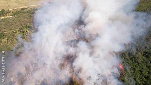 Brush and Pin Trees Landscape Burning with Flame and Smoke