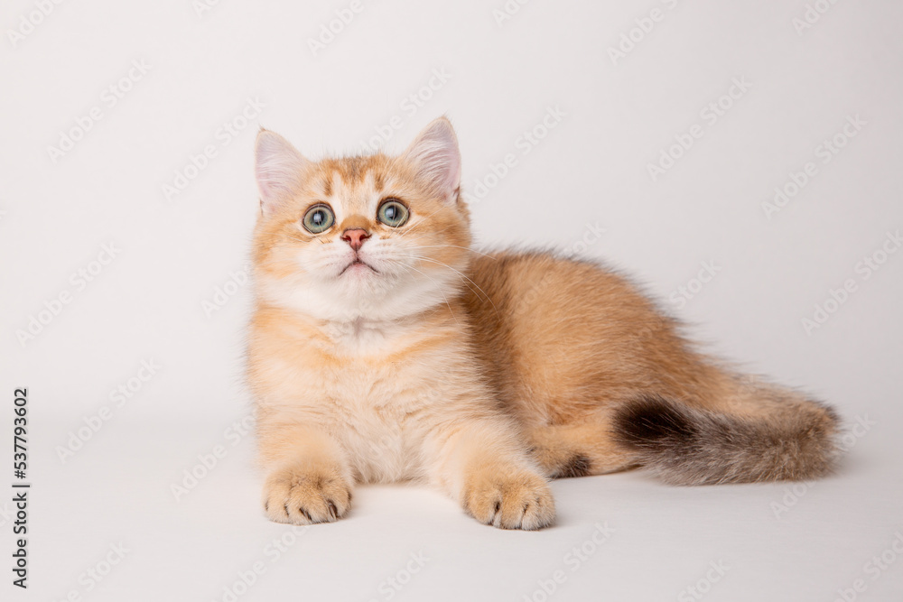 Obraz premium cute red cat on a white background