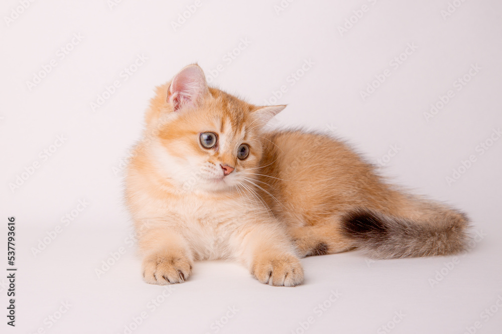 cute red cat on a white background