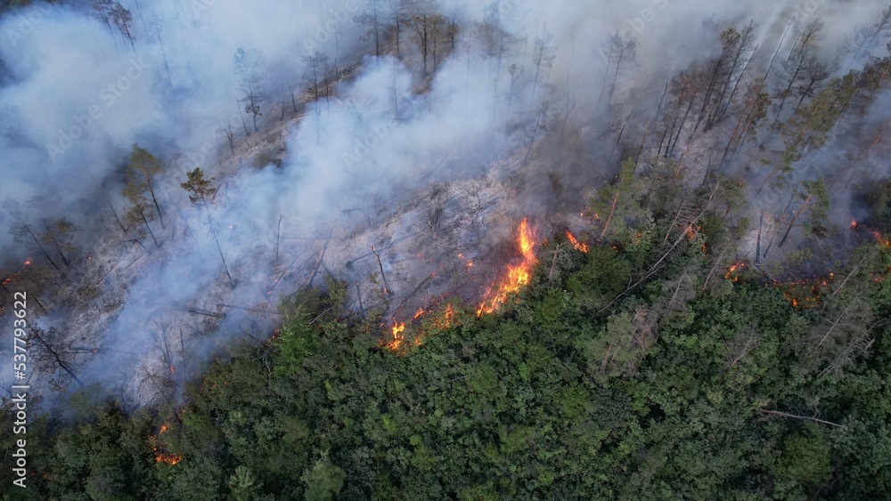 Brush and Pin Trees Landscape Burning with Flame and Smoke Brush and Pin Trees Landscape Burning with Flame and Smoke