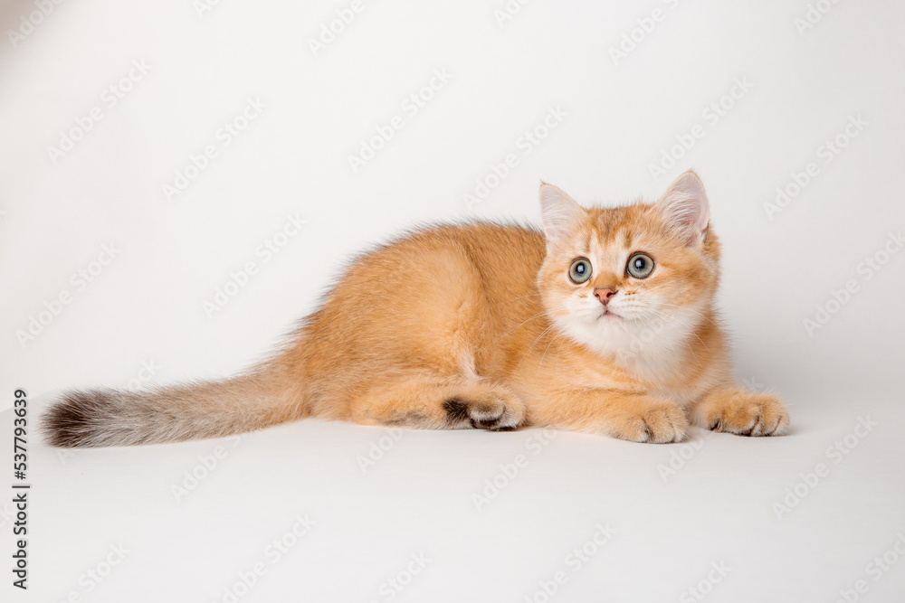 Obraz premium cute red cat on a white background