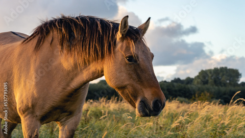 Wild horses in the fields in Wassenaar The Netherlands. © Sonny