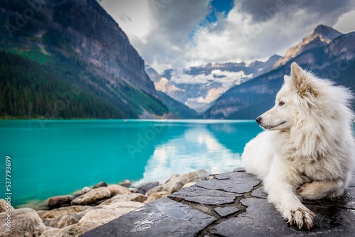 dog on a lake