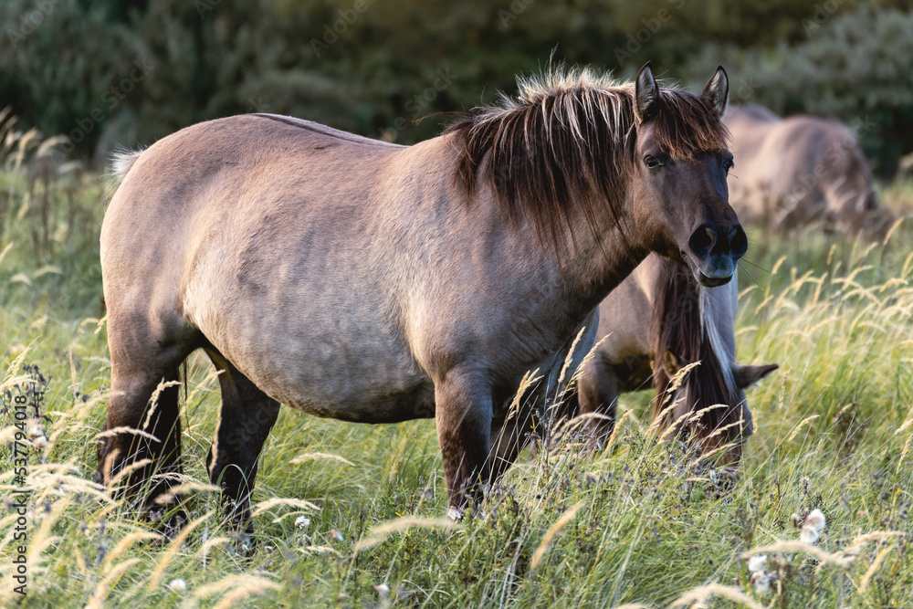 Fototapeta premium Wild horses in the fields in Wassenaar The Netherlands.