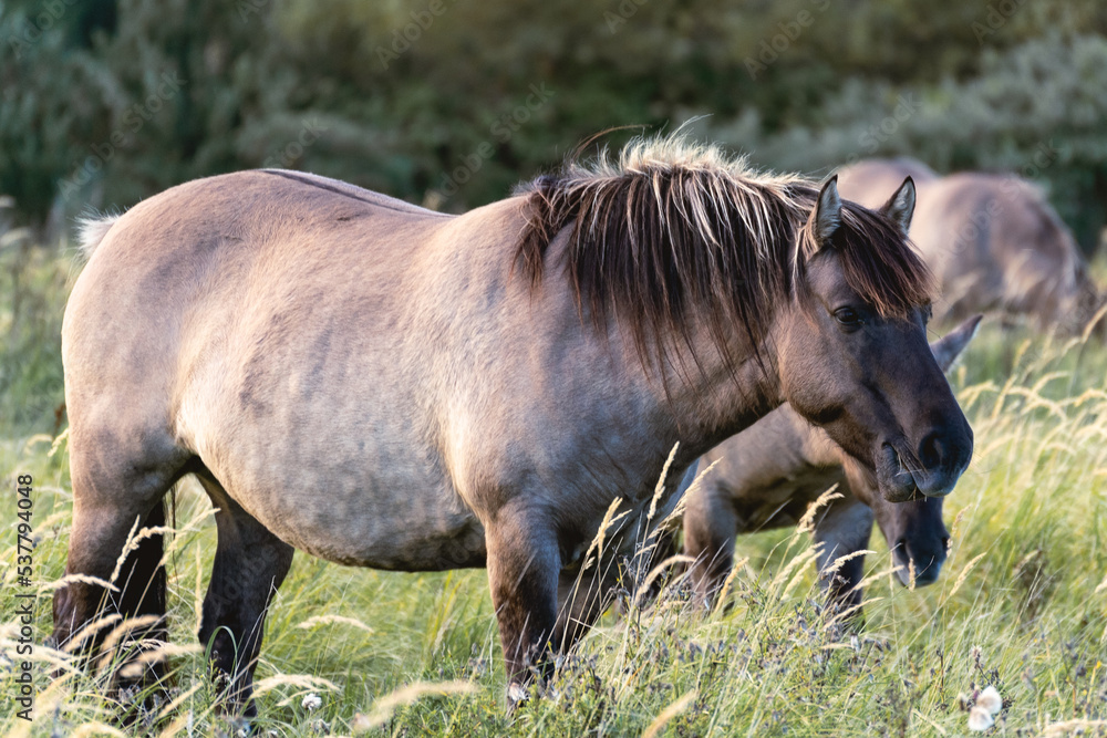 Wild horses in the fields in Wassenaar The Netherlands. Wild horses in the fields in Wassenaar The Netherlands.