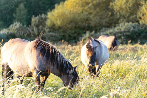 Wild horses in the fields in Wassenaar The Netherlands.