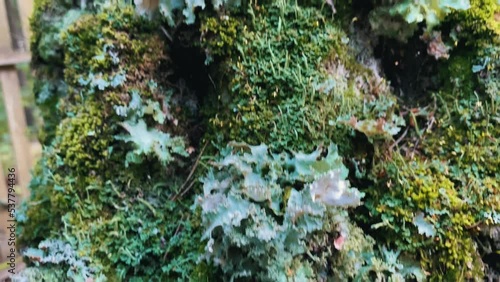 close up macro moss on big tree