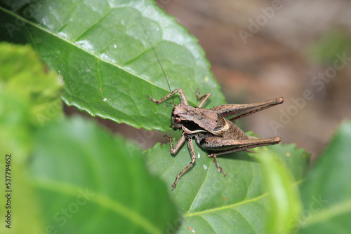 dark bush cricket grasshopper insect macro photo