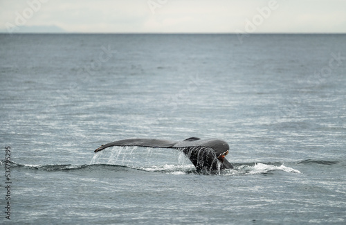 The tail of a Sperm Whale diving photo