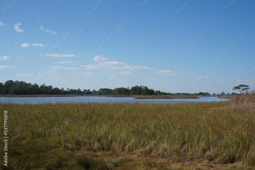 Sea grasses. blue water, horizons of trees in meandering wetlands on sunny day Sea grasses. blue water, horizons of trees in meandering wetlands on sunny day
