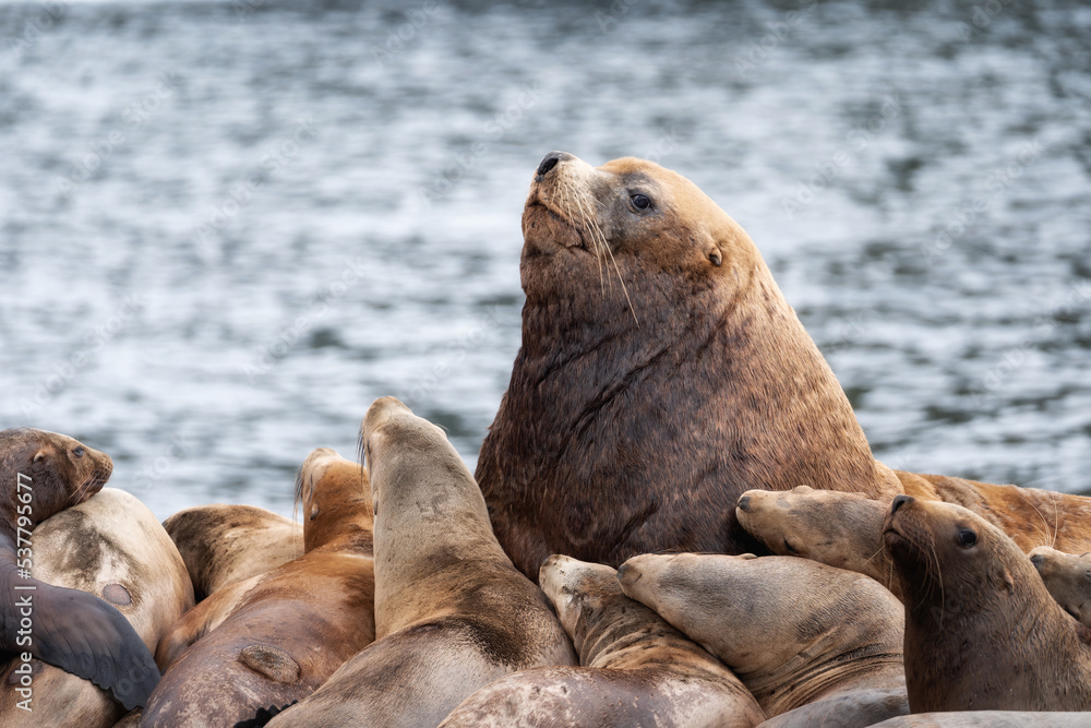 Fototapeta premium Walrus colony herd on the sand beach. Big animals on the beach.