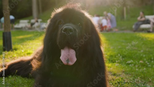 Female black Newfoundland dog lying on grass meadow. Newfoundland dog breed in an outdoor. Black dog standing in profile. Hairy cutie puppy smiles .