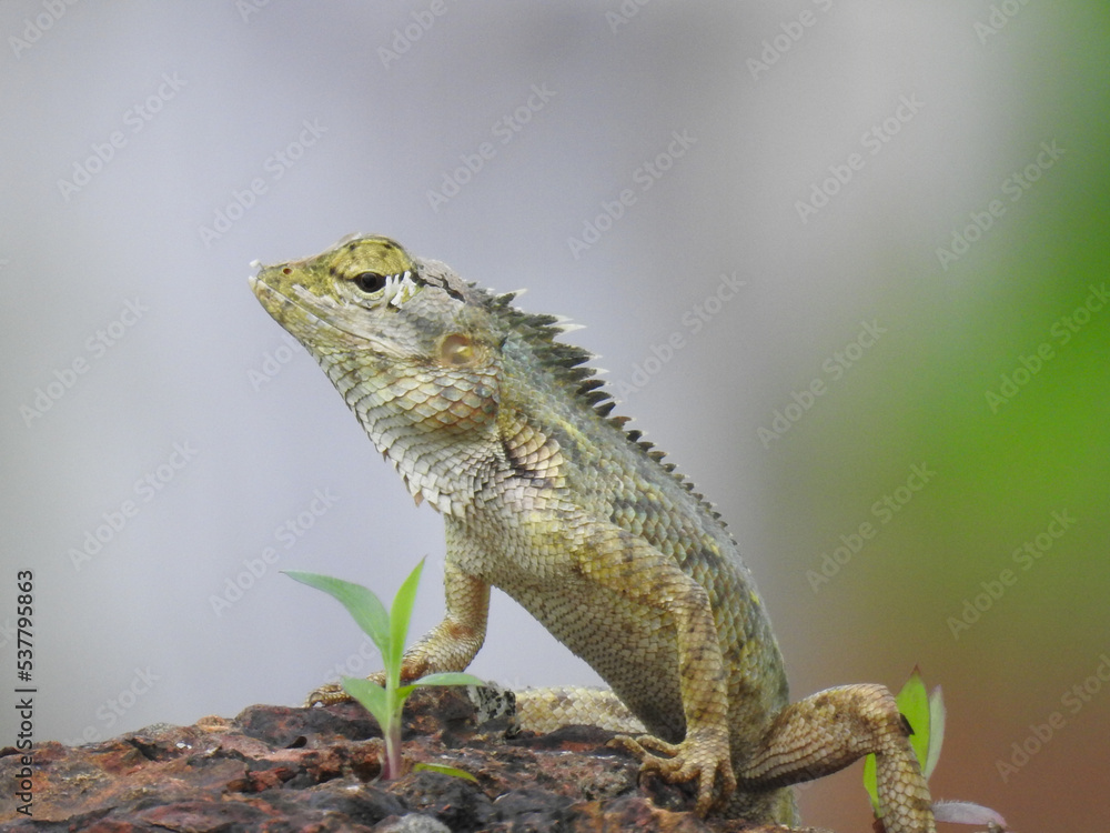 Fototapeta premium Iguana on a tree
