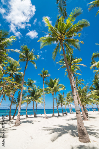 Rows of beautiful coconut palm trees near the white sand coast. At Dumaluan Beach, Panglao Island, Bohol, Philippines. Tropical paradise background.