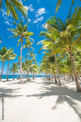 Rows of beautiful coconut palm trees near the white sand coast. At Dumaluan Beach, Panglao Island, Bohol, Philippines. Tropical paradise background.