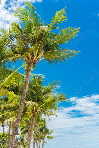 Coconut palm trees swaying in balmy weather. At Dumaluan Beach, Panglao Island, Bohol, Philippines. Tropical paradise background.