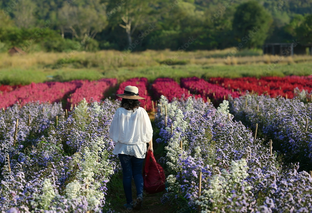 Woman wearing white shirt brown straw hat, red backpack and jeans walk in garden of Purple and white marguerite bloom and red flowers: Pampas Plume Celosia or Celosia Plumosa.
Woman wearing white shirt brown straw hat, red backpack and jeans walk in garden of Purple and white marguerite bloom and red flowers: Pampas Plume Celosia or Celosia Plumosa.
