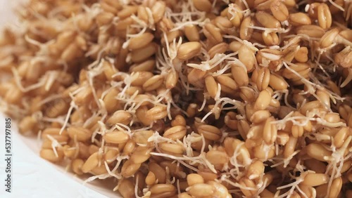 Wheat sprouts. Healthy protein-rich kollu vegan food. Table spin. photo