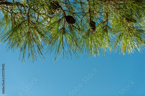 Selective focus on pine tree branches against blue sky. Pinus clausa with cones, twigs and leaves with blue sky on the background. Christmas decoration concept, copy space for text.  photo