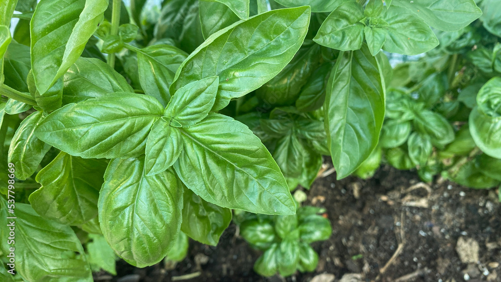Basil plant. Fresh basil leaves in the garden. aromatic plant
Basil plant. Fresh basil leaves in the garden. aromatic plant