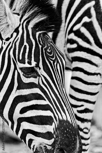 Zebra with unusual markings