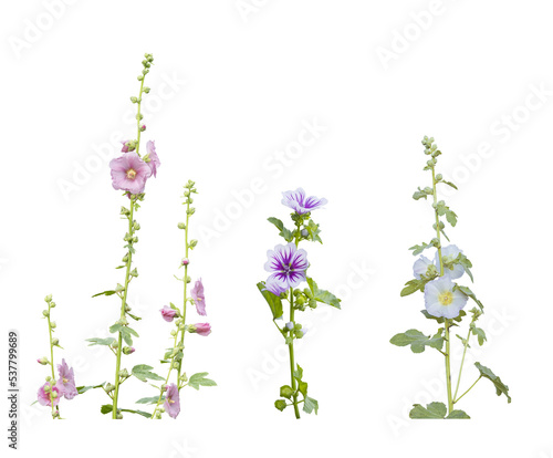 Hollyhocks blooming isolated on a transparent background photo