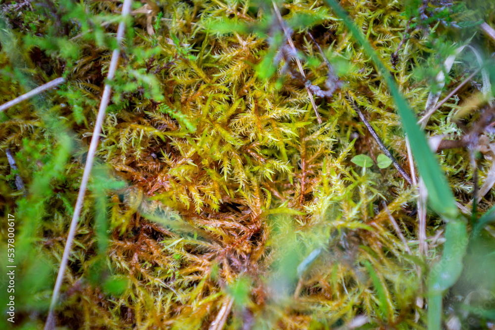 Lullymore, co. Kildare, Ireland, 07-11-2019. Sphagnum moss on the Bog of Allen. Sphagnum transfer restoration has been successfully applied here. Lullymore, co. Kildare, Ireland, 07-11-2019. Sphagnum moss on the Bog of Allen. Sphagnum transfer restoration has been successfully applied here.