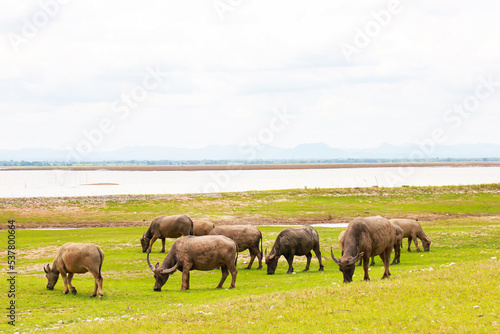 Herd of Thai buffalo in grass field on countryside of Thailand
