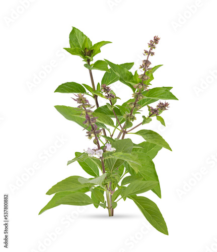 Fresh herbs. Green basil Isolated on transparent background (.PNG)